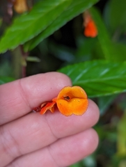 Begonia silverstonei