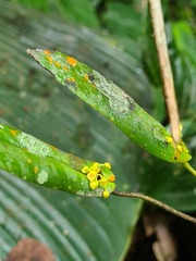 Pleurothallis dibolia