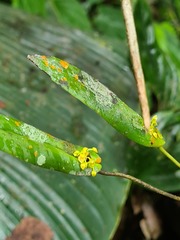 Pleurothallis dibolia