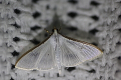 Palpita margaritacea