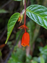 Begonia silverstonei