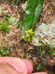 Pleurothallis dibolia