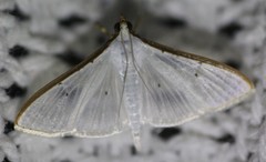 Palpita margaritacea