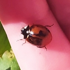 Coccinella septempunctata