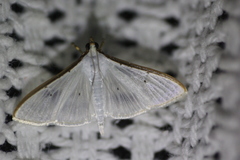 Palpita margaritacea