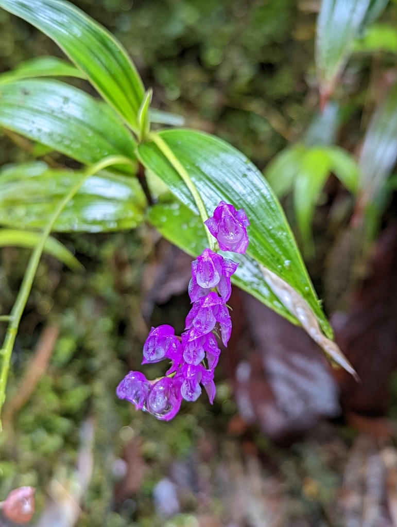 Sertifera purpurea