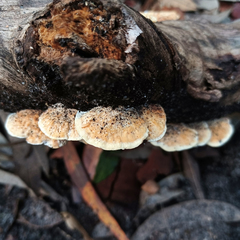 Truncospora ochroleuca