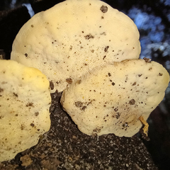 Truncospora ochroleuca