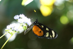 Thyridia psidii melantho