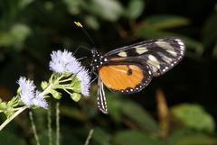 Thyridia psidii melantho