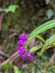 Sertifera purpurea