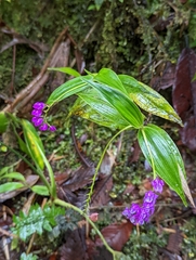 Sertifera purpurea