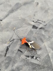 Leptoscelis militaris