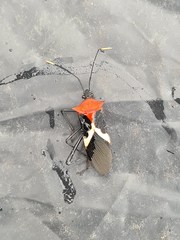 Leptoscelis militaris