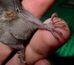 Long-Fingered Bat photo 4