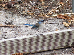 Malurus splendens splendens