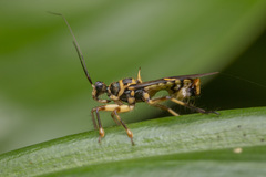 Inara flavopicta