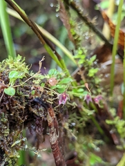 Platystele posadarum