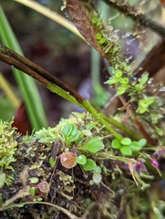 Platystele posadarum