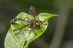 Monoceromyia javana