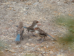 Malurus splendens splendens