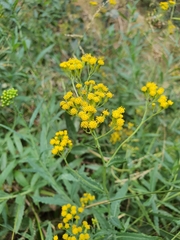 Senecio odoratus