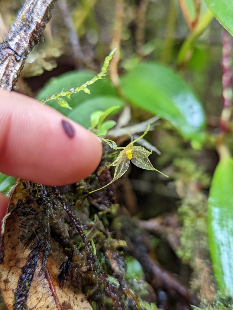 Platystele microglossa