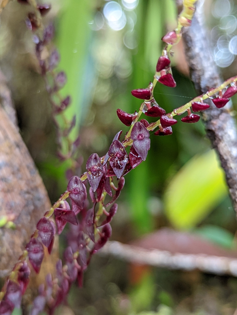 Stelis maxima