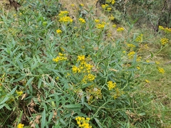 Senecio odoratus