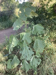 Abutilon angulatum angulatum