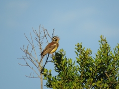 Emberiza flaviventris flaviventris
