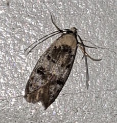 Scatochresis innumera