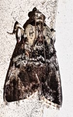 Orthaga rubridiscalis