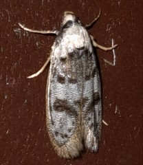 Scatochresis innumera