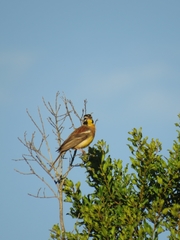 Emberiza flaviventris flaviventris