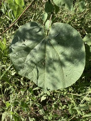Abutilon angulatum angulatum