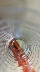 Pseudouroctonus reddelli