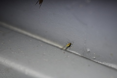 Hyperomyzus carduellinus