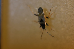Panaorus csikii