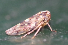 Stenidiocerus poecilus