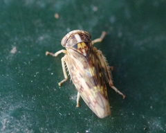 Stenidiocerus poecilus