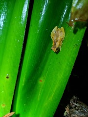 Dendropsophus werneri