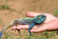 Uganda Blue-Headed Tree Agama photo 2