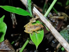 Dendropsophus werneri
