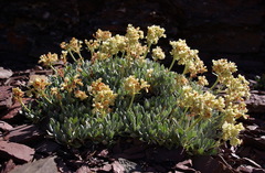 Eriogonum androsaceum