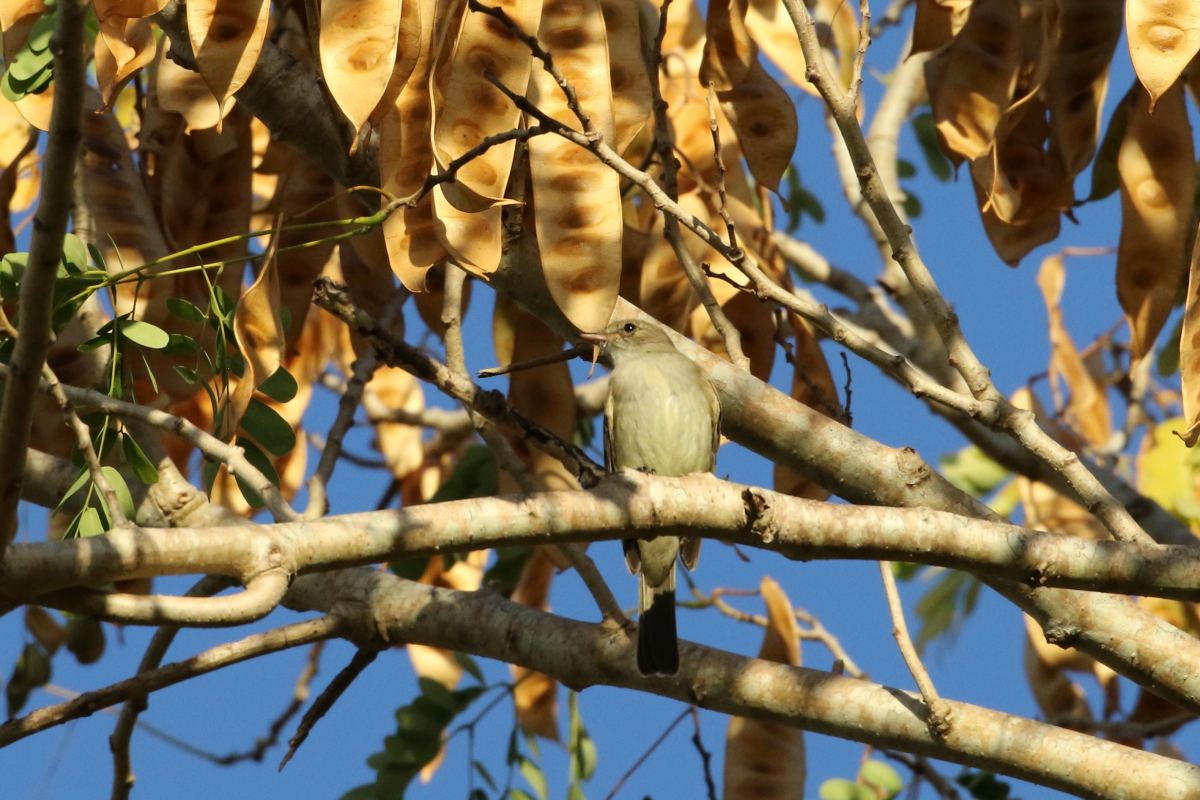 Caribbean Elaenia (Elaenia martinica)