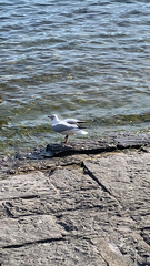 Chroicocephalus ridibundus