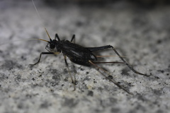 Meloimorpha japonica