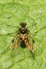 Chrysopilus cristatus