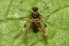Chrysopilus cristatus